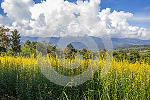 Yellow fields of Crotalaria junceasunn hemp and beautiful sky in Pai,Mae Hong Son,Northern Thailand