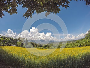 Yellow fields of Crotalaria junceasunn hemp and beautiful sky in Pai, Mae Hong Son, Northern Thailand photo