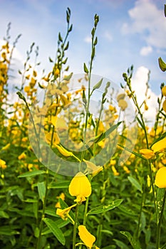 Yellow fields of Crotalaria junceasunn hemp with blue sky backbround in Nakhon Pathom Province,Thailand. selective focus