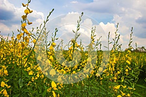 Yellow fields of Crotalaria junceasunn hemp with blue sky backbround in Nakhon Pathom Province,Thailand. selective focus