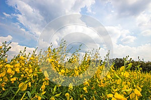 Yellow fields of Crotalaria junceasunn hemp with blue sky backbround in Nakhon Pathom Province,Thailand. selective focus