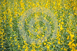 Yellow fields of Crotalaria junceasunn hemp in Nakhon Pathom Province,Thailand. selective focus