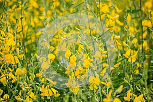 Yellow fields of Crotalaria junceasunn hemp in Nakhon Pathom Province,Thailand. selective focus