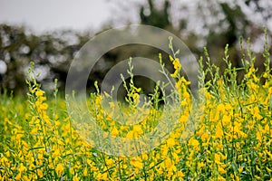 Yellow fields of Crotalaria junceasunn hemp in Nakhon Pathom Province,Thailand. selective focus