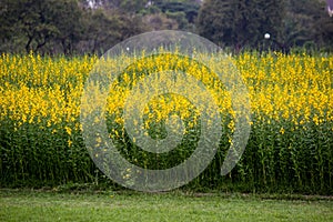 Yellow fields of Crotalaria junceasunn hemp in Nakhon Pathom Province,Thailand. selective focus