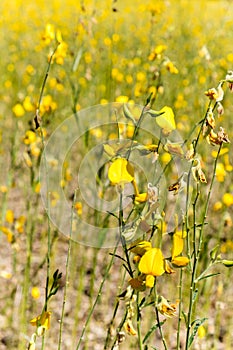 Yellow fields of Crotalaria junceasunn hemp in Phetchabun Province,northern Thailand.