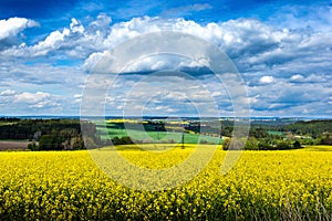 Yellow fields, flowers of rape, colza. Agriculture, spring in Czech Republic