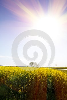 Yellow fields of oilseed with sun rays