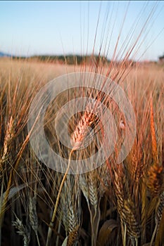 Yellow fields with ripe hard wheat, grano duro, Sicily, Italy photo