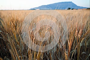 Yellow fields with ripe hard wheat, grano duro, Sicily, Italy photo