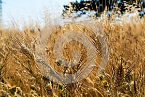 Yellow fields with ripe hard wheat, grano duro, Sicily, Italy