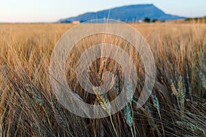 Yellow fields with ripe hard wheat, grano duro, Sicily, Italy photo