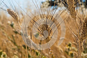 Yellow fields with ripe hard wheat, grano duro, Sicily, Italy photo