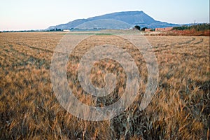 Yellow fields with ripe hard wheat, grano duro, Sicily, Italy photo