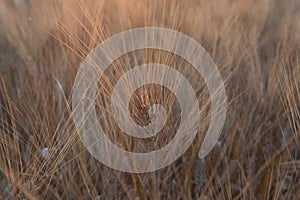 Yellow fields with ripe hard wheat, grano duro, Sicily, Italy photo