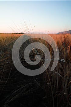 Yellow fields with ripe hard wheat, grano duro, Sicily, Italy photo