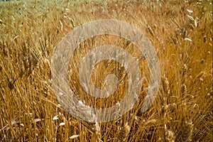 Yellow fields with ripe hard wheat, grano duro, Sicily, Italy photo