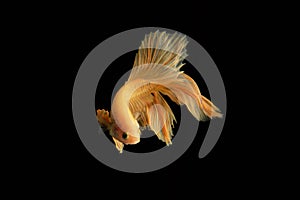 Yellow fighting fish,on black background