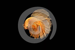 Yellow fighting fish,on black background