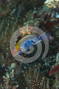 Yellow-Fin fairy Wrasse Cirrhilabrus flavidorsalis