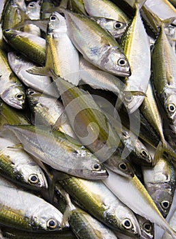 Yellow Fin Fishes