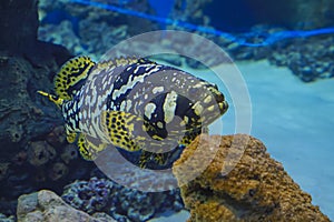 Yellow fin Grouper fish underwater