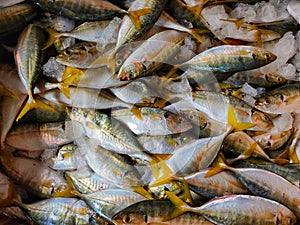 Yellow fin mackerel fish with ice in platic container ready for sale in fish market