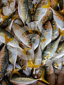 Yellow fin mackerel fish with ice in platic container ready for sale in fish market