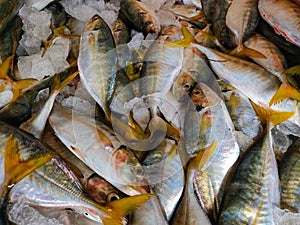 Yellow fin mackerel fish with ice in platic container ready for sale in fish market