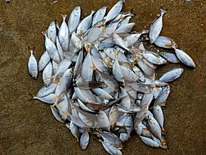 yellow fin mackerel heap in indian fish market for sale hd