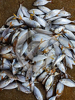 yellow fin mackerel heap in indian fish market for sale hd