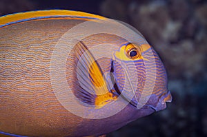 Yellow Fin Surgeon Fish