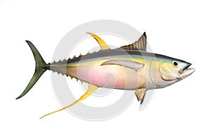 The Yellow fin Tuna.