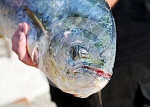 Yellow fin tuna on display