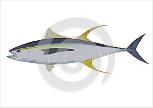 Yellow fin tuna illustration