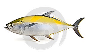Yellow fin tuna on white background.