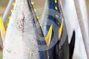 Yellow fin tunas exposed on sale from fishermen