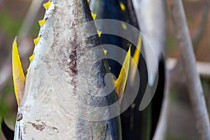 Yellow fin tunas exposed on sale from fishermen