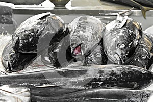 Yellow fin tunas in the fish market