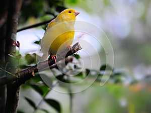 Yellow finch bird