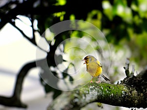 Yellow finch bird