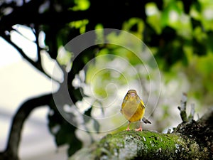 Yellow finch bird