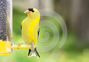 Yellow Finch bird at feeder