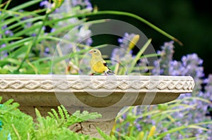 Yellow Finch and Birdbath