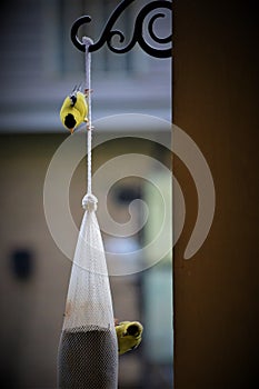 Yellow finch birds at a feeder