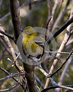 Yellow Finch Stock Photos.  Picture.  Image.  Portrait.  Perched on a branch with bokeh background. Yellow bird