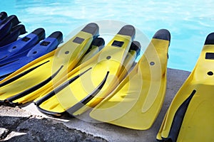 Yellow fins. photo