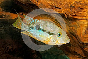 Yellow Fire Mouth Thorichthys affinis