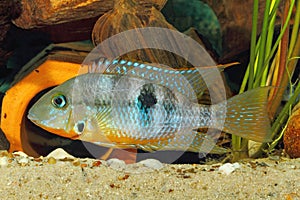 Yellow Fire Mouth Thorichthys affinis