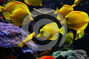 Yellow fish